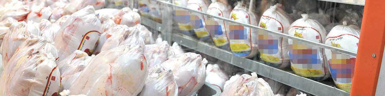 معاون وزیر جهاد: تولید مرغ به ۲میلیون و ۶۰۰ هزارتن افزایش یافت